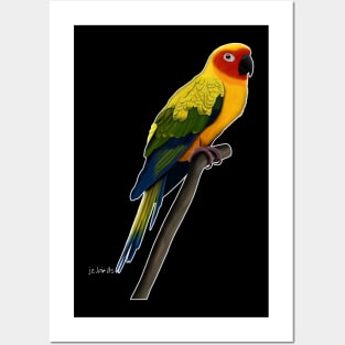 Sun Conure Bird Watching Birding Ornithologist Gift Posters and Art